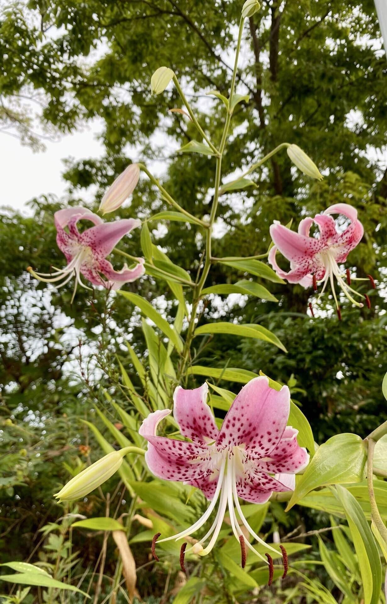 百合の花 ohanakakumei_210-kasabu-u5tuika