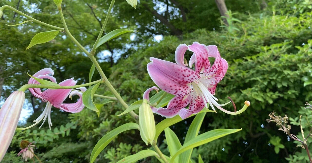 満開の百合の花｜之哲／Yuki Satoru