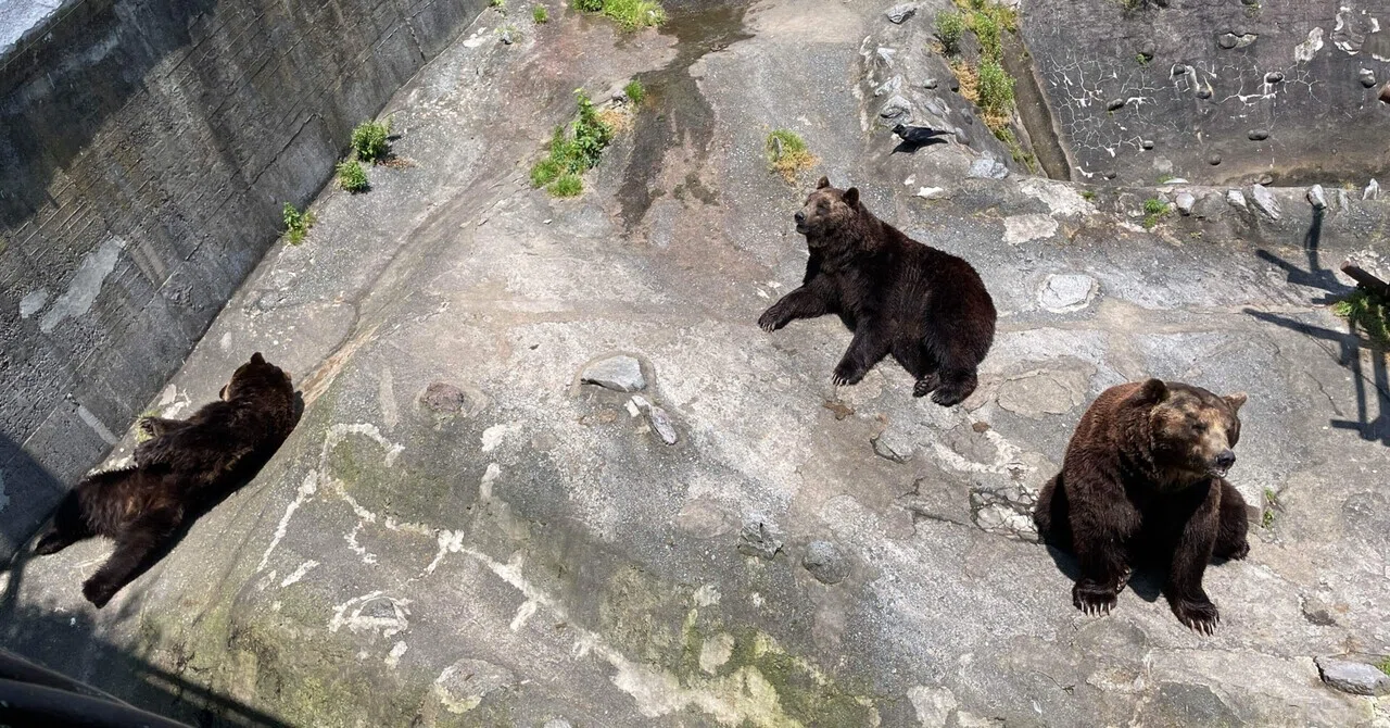 北海道クマの旅 02 】クマ全開、クマ牧場編｜あめげんば｜Ame Gemba