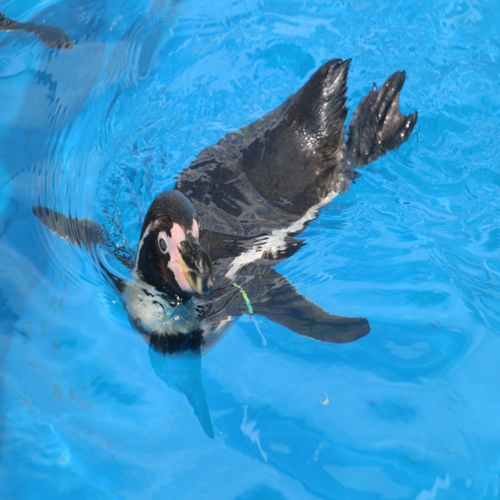 フンボルトペンギン№48 ぺーくんについて｜仙台うみの杜水族館