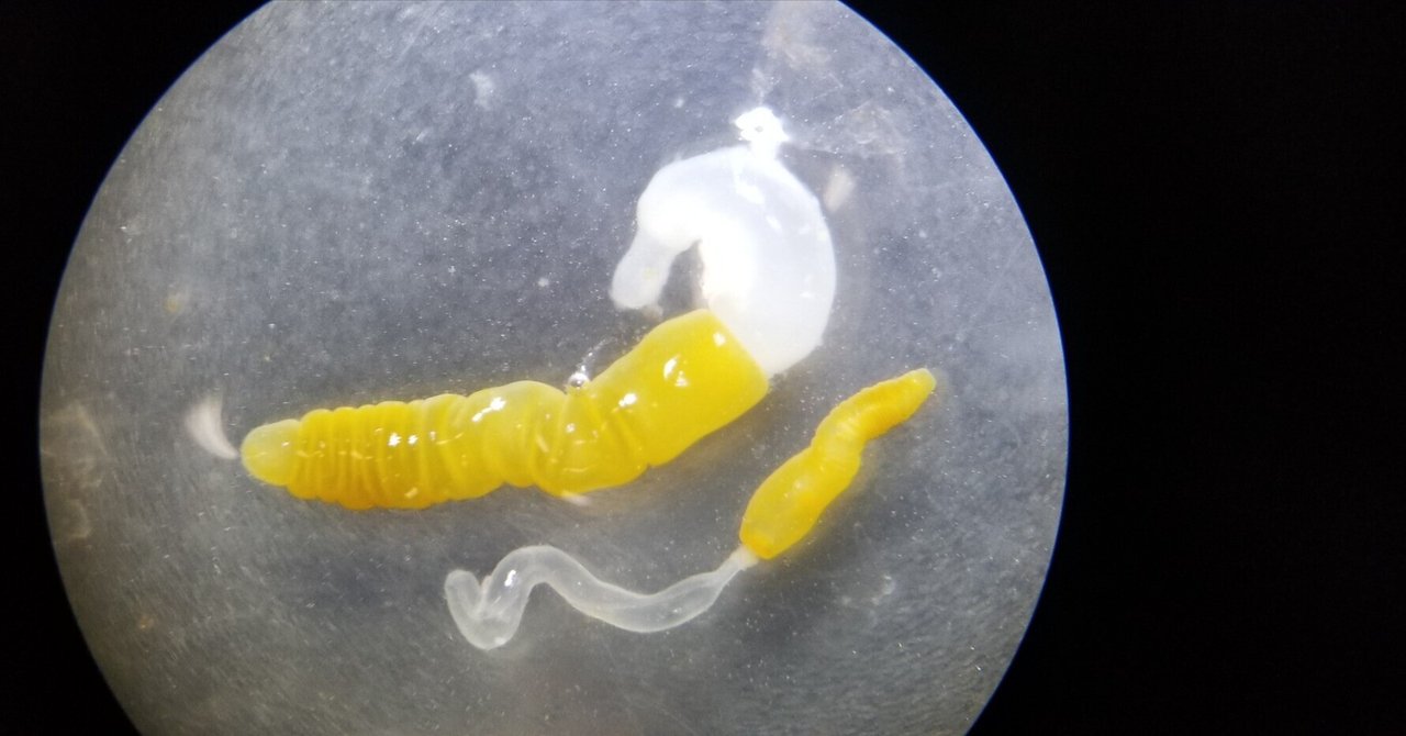 寄生虫 クビナガ鉤頭虫｜さかなとムシの研究所