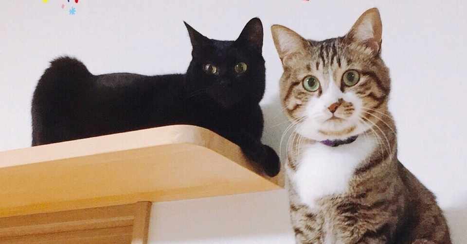 猫ちゃんがすねる時の心理 ニャンズママ Note