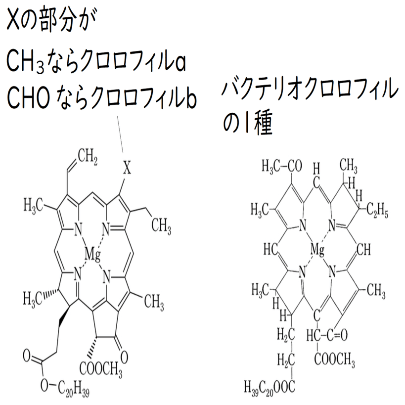 高校生物】代謝④「地球上ではどのような同化が行われているのか？」｜矢口はっぴー, image size:1280x819