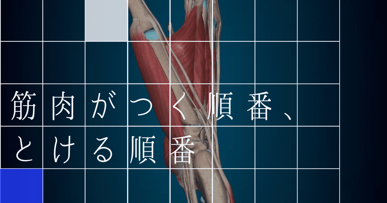 筋肉がつく順番は？