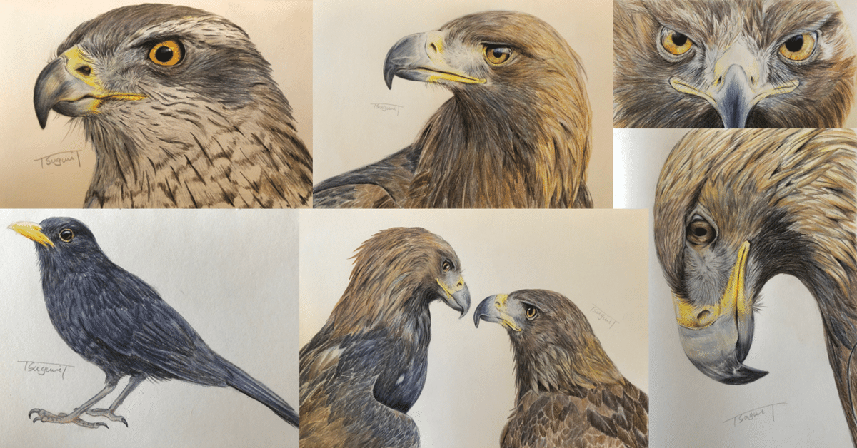鳥の絵を載せるだけの日 15 おまけつき｜橘鶫TachibanaTsugumi