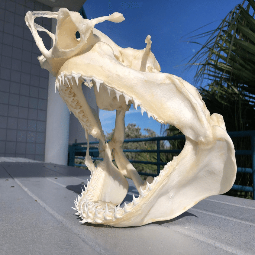 フロリダからサメ標本のご紹介｜シャークジャーナリスト沼口麻子