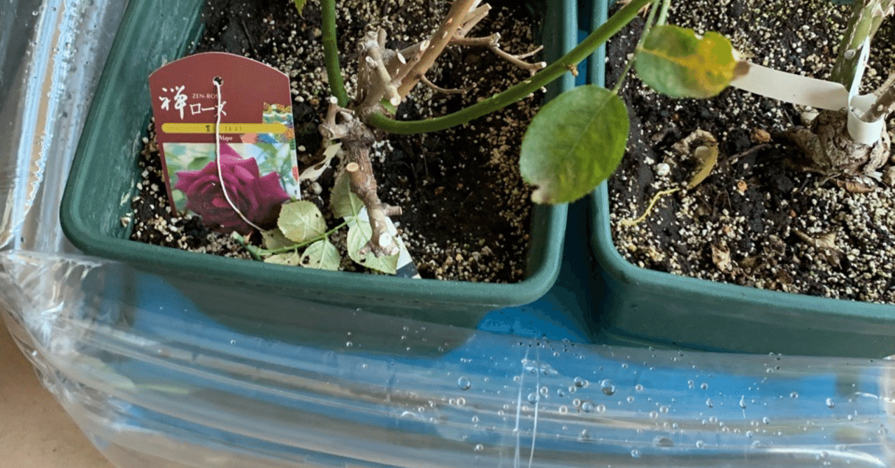 夏の帰省時 バラの水やり対策は意外とシンプル プールにドボン が大正解な件 塩辛いか乃 当たり前を疑うアラフィフ主婦ライター Note