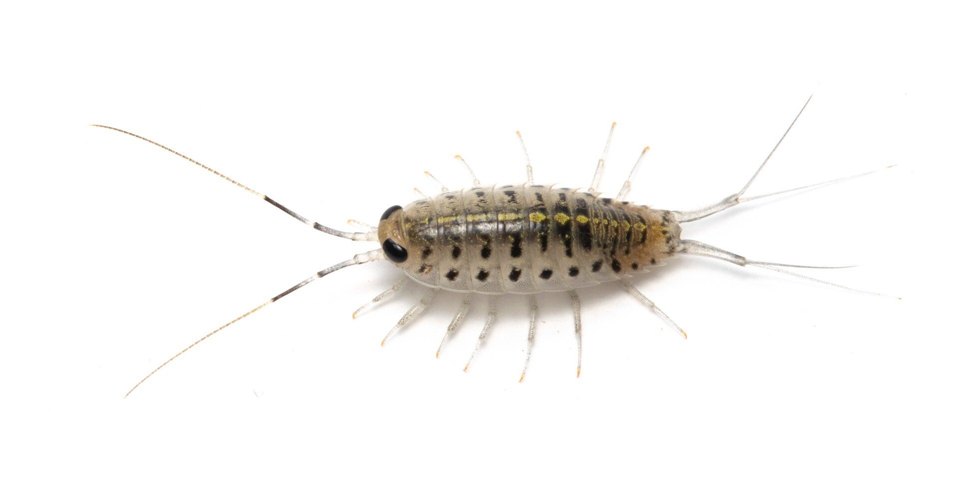 淡水フナムシというロマン溢れるワクワクな生き物 柳澤静磨 Note