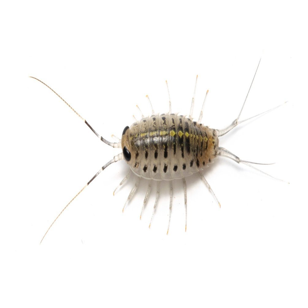 ロマン溢れるワクワクな生き物 淡水フナムシ ムシの虫自由帳 Note