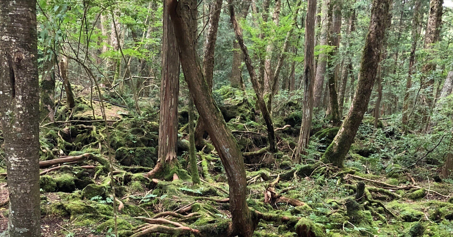 怖いの先を見にいこう はじめてことはちゃんと怖がる 楽しく遊ぶ Ayako 想 遊 共 育ラボ Note 怖いの先を見にいこう はじめてことはちゃんと怖がる 楽しく遊ぶ Ayako 想 遊 共 育ラボ Note