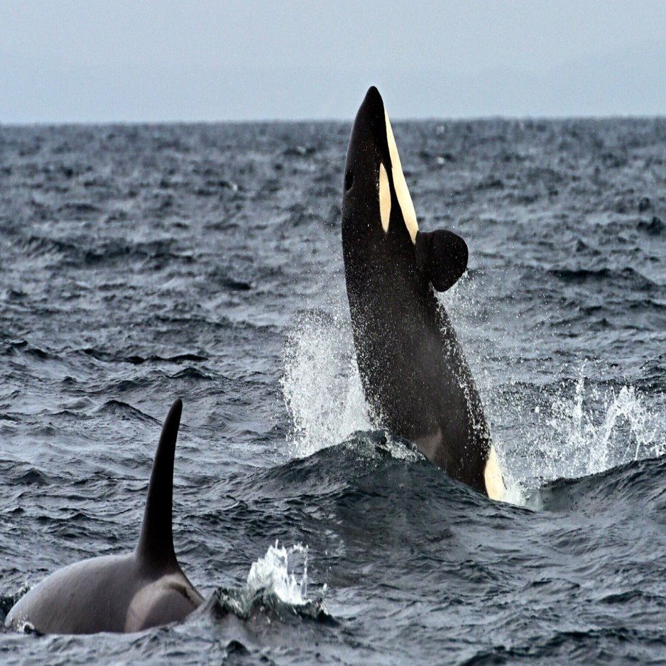 野生のシャチのド迫力と美しさ 愛しい北海道animals ほんのひととき Note