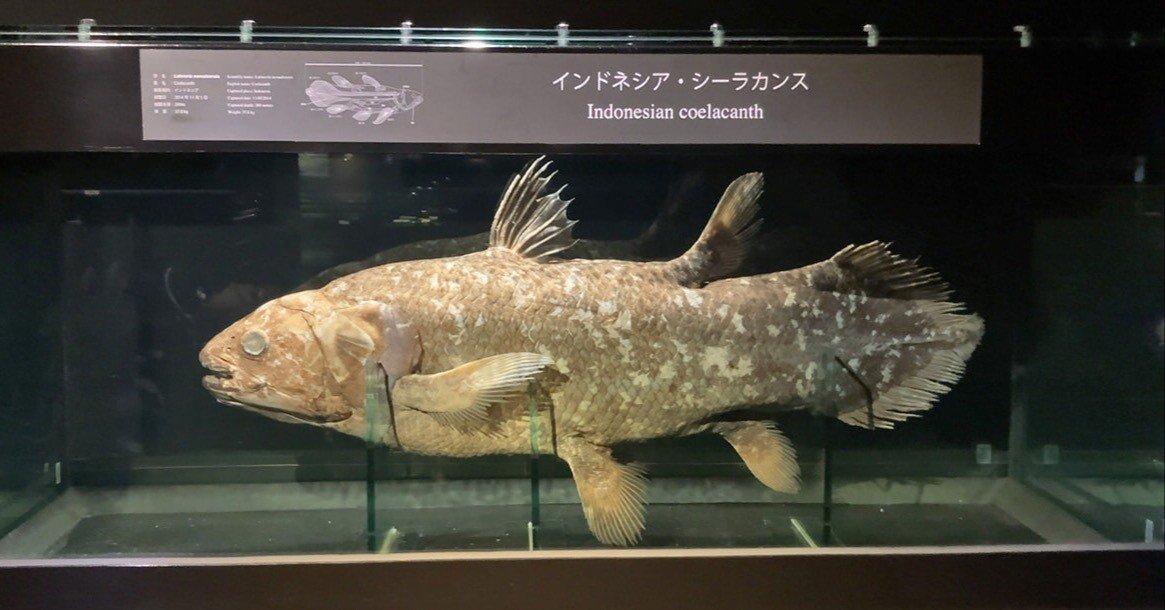 (即購入可能)マリンマリン　シーラカンス おうちでアクアマリン 第4回 シーラカンスってなに？ - YouTube