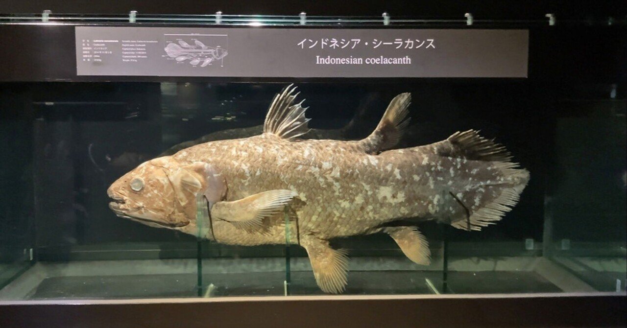 魚の化石 額装品 約30cm 間違いなく「過去一」のサイズと保存状態を誇る、博物館級の