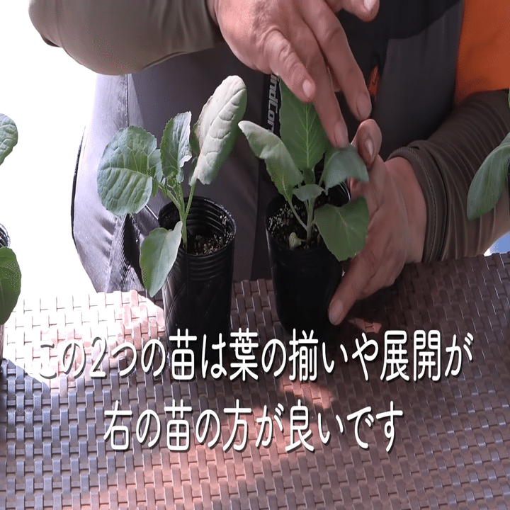家庭菜園 秋冬野菜の苗選びと植え付けのポイントをご紹介 キャベツ ブロッコリー 井上寅雄農園 井上隆太朗 Note