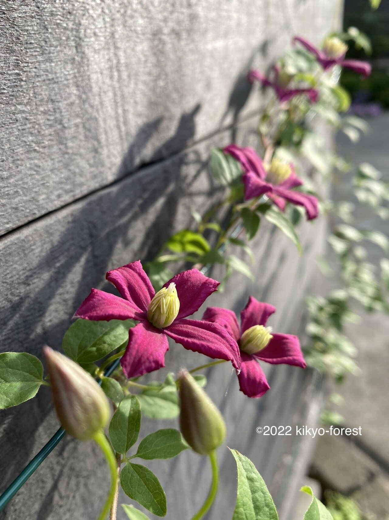 クレマチス オレンジギャル 抜き苗 第4種発送 V オレンジ・ギャル