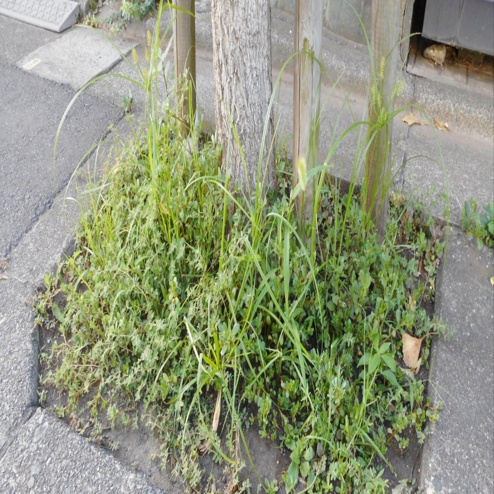 雑草 気がついたら、13種類の「雑草の庭」になっていた話。｜おちまこと