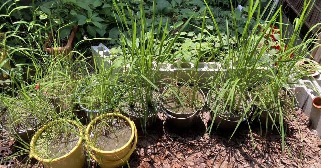 Natural Farming x Bucket Rice Growing 14. Growth Record of Black Rice ...