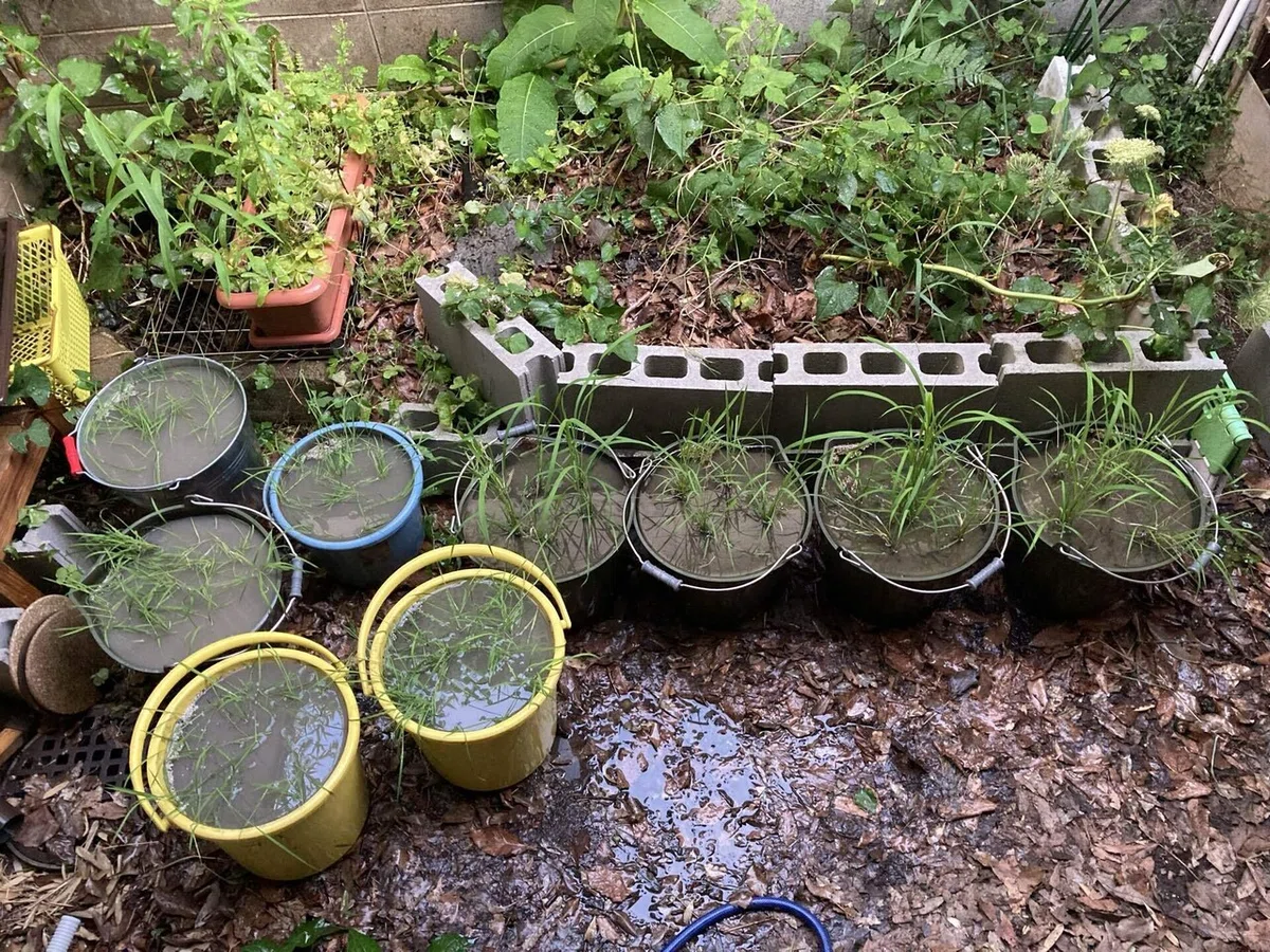 Natural Farming x Bucket Rice Growing 14. Growth Record of Black Rice ...