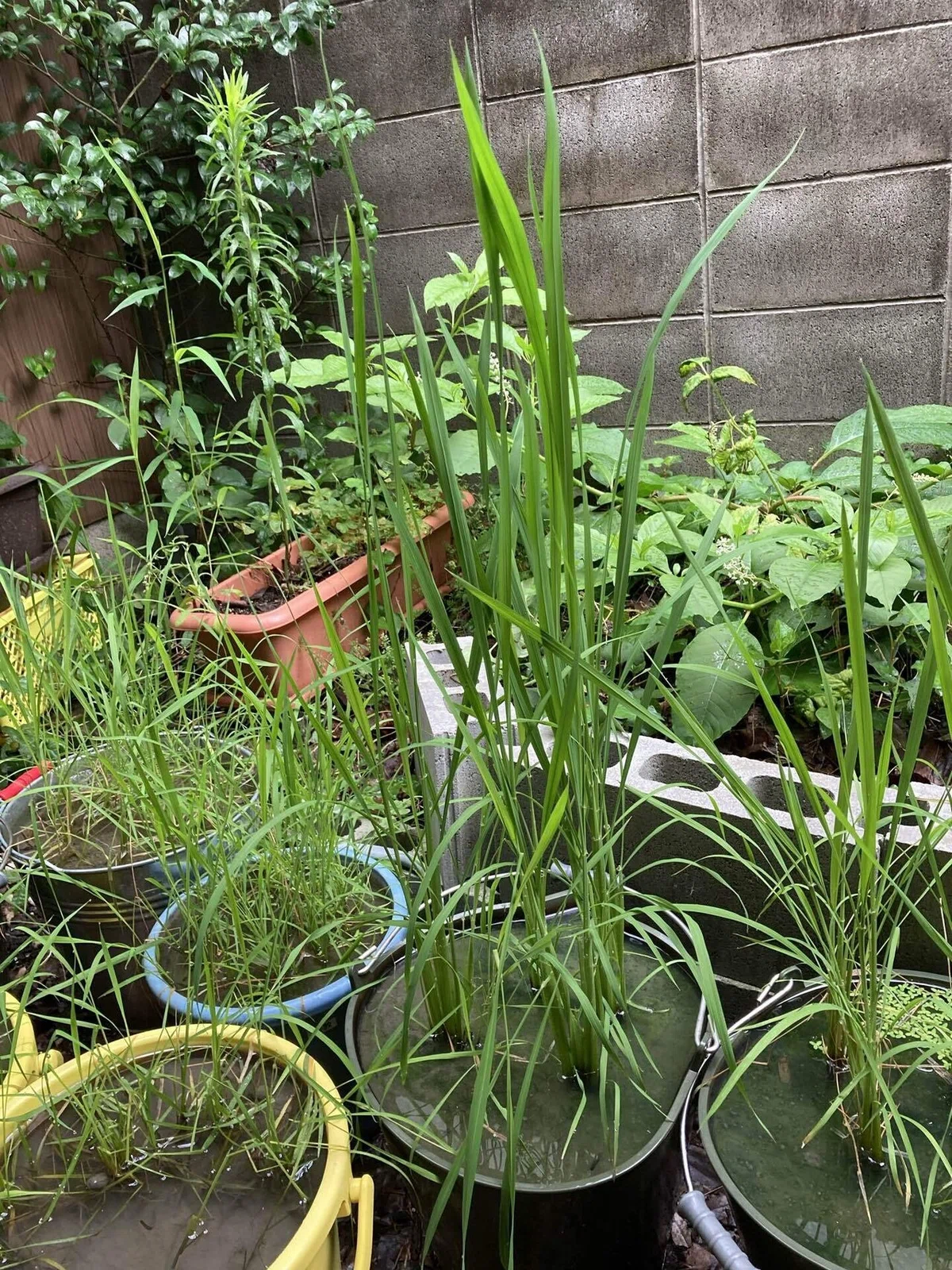 Omori Computer Natural Farming x Bucket Rice Growing 14. Growth Record of Black Rice ...