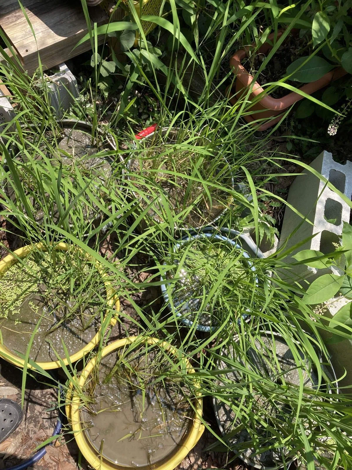 Natural Farming x Bucket Rice Growing 14. Growth Record of Black Rice ...