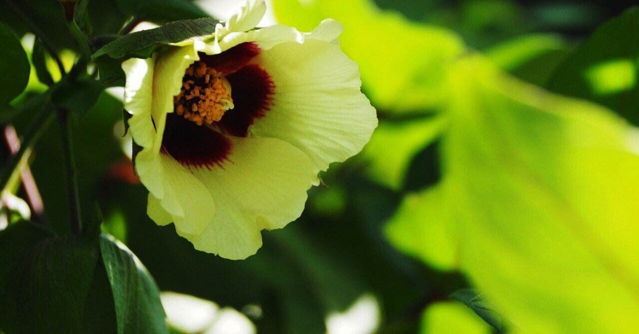 リテピ花写015 綿って 本当に綿がなっている オクラもそっくり Litepi リテピ Literapic リテラピック Note