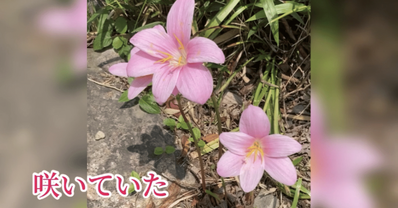花言葉から考える 生き方 サフランモドキ Saku 目指すは生きるパワースポット Note