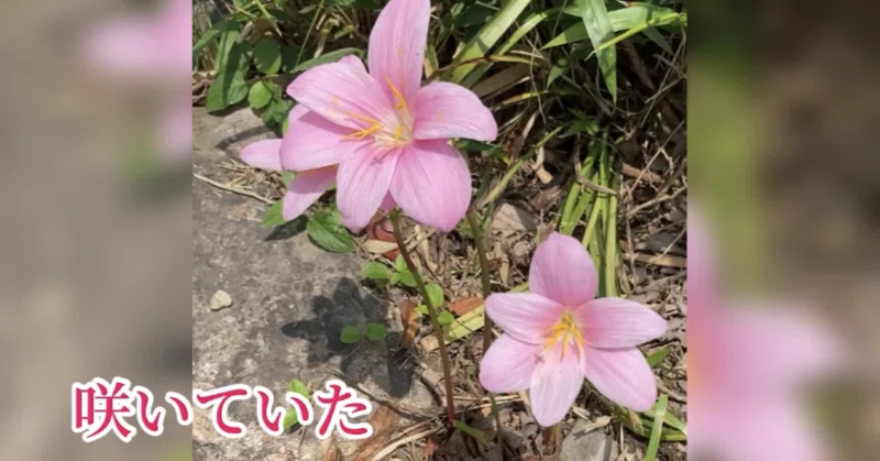 花言葉から考える 生き方 サフランモドキ Saku 目指すは生きるパワースポット Note
