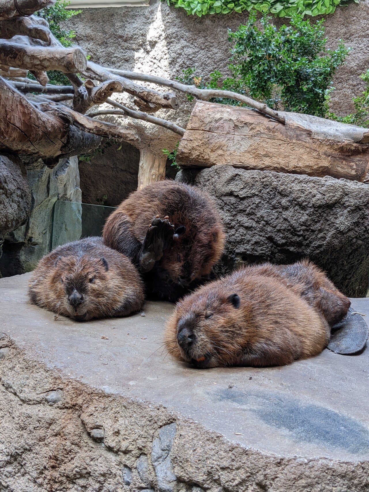 神戸どうぶつ王国 を楽しもう アメリカビーバー Takahashies Note 神戸どうぶつ王国 を楽しもう アメリカビーバー Takahashies Note