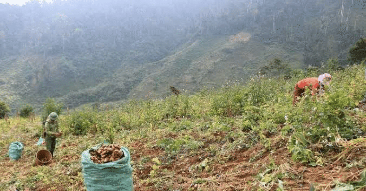 ベトナムゲアン省キーソン県のショウガ栽培について