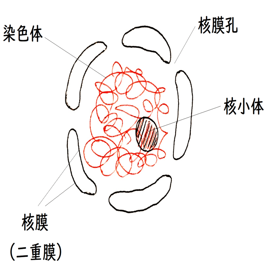 【高校生物基礎】第２講「細胞の中には何があるのか？」｜矢口はっぴー, image size:1280x858