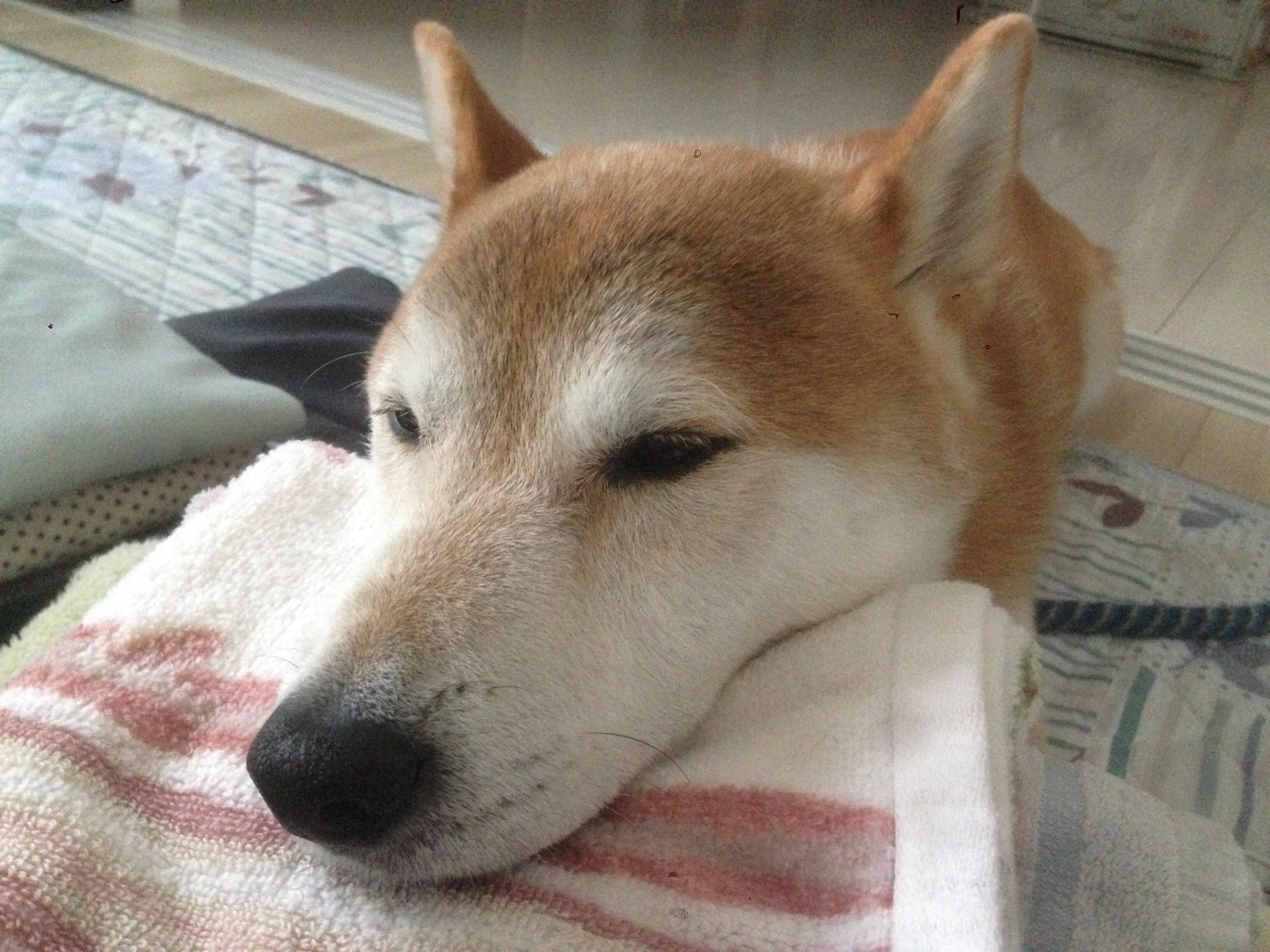 ドナドナ の定番タグ記事一覧 Note つくる つながる とどける