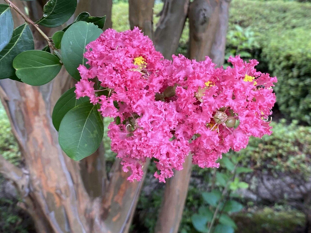 サルスベリの花が鮮やかです サルスベリ 百日紅 サルスベリの花 百日紅の花 赤い花 紅い花 鮮やかな花 綺麗な花 夏の花 夏 季節の花 之哲 Yuki Satoru Note