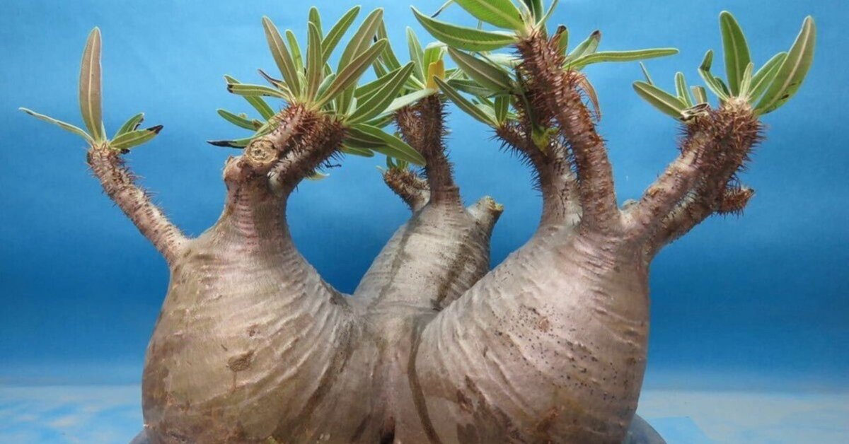 バオバブの木　根あり　塊根　灌木　オペルクリカリア　値下げしました バオバブの木 根あり 塊根 灌木 オペルクリカリア 値下げしました