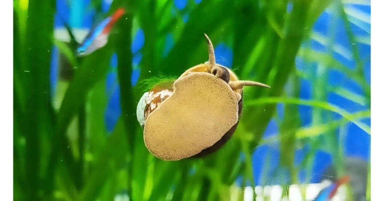 ヒメタニシがソイルに潜る理由 アクアステージ21スナモ店 Note ヒメタニシがソイルに潜る理由 アクアステージ21スナモ店 Note