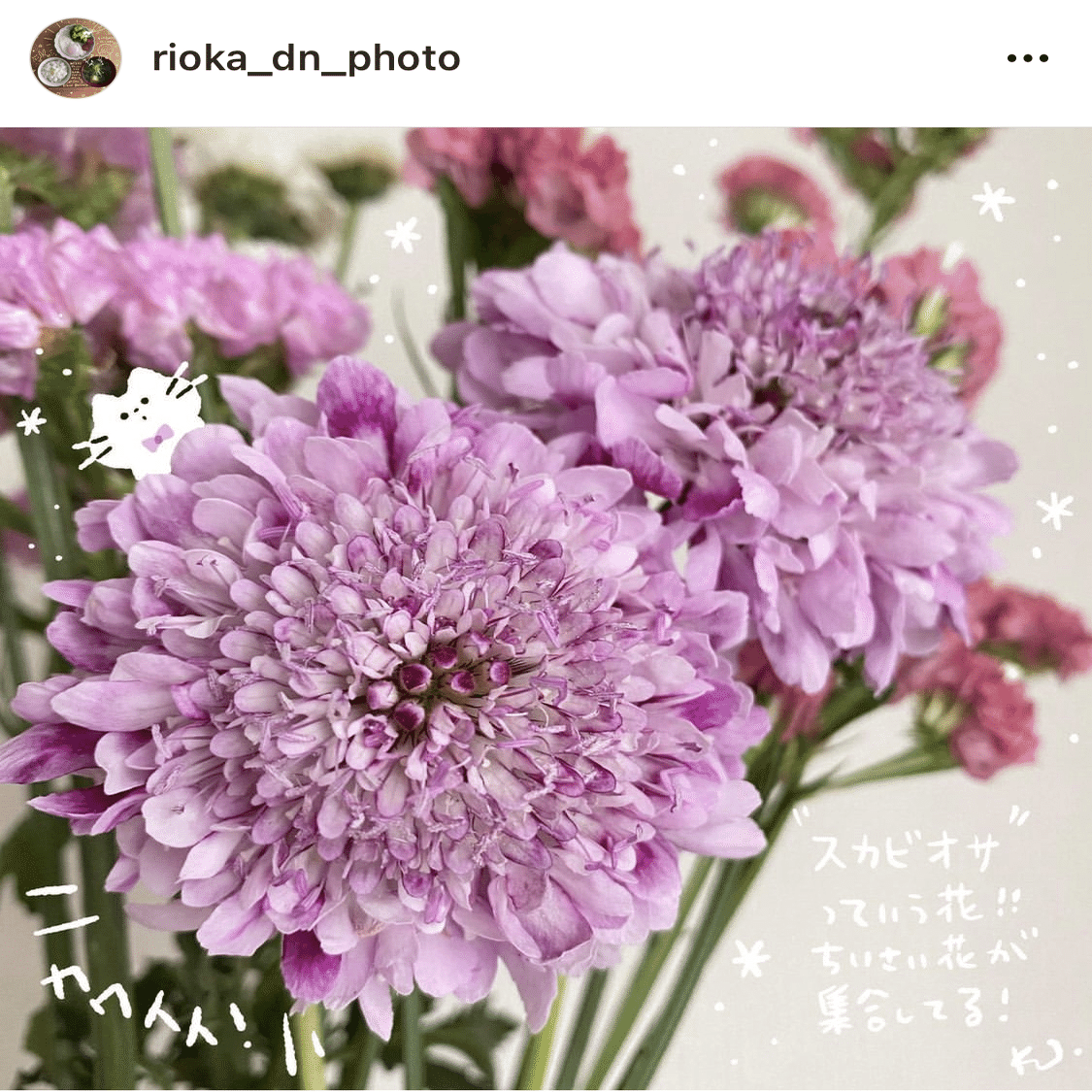 お花のある生活に戻る のだかおり イラストレーター Note