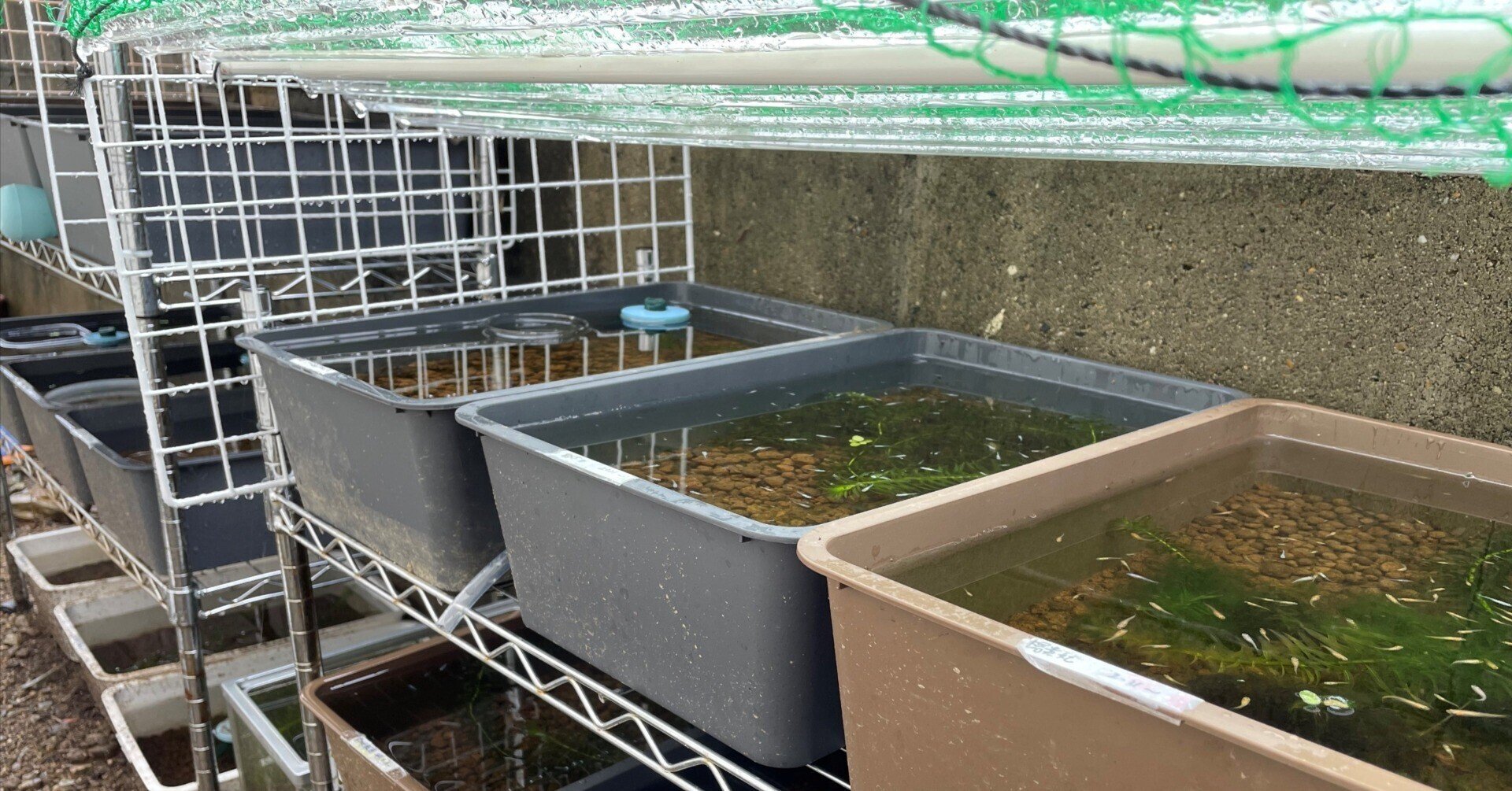 メダカ飼育にも使える テトラ 静かなメダカ飼育セット SF‐17KF 1セット Tetra スペクトラム