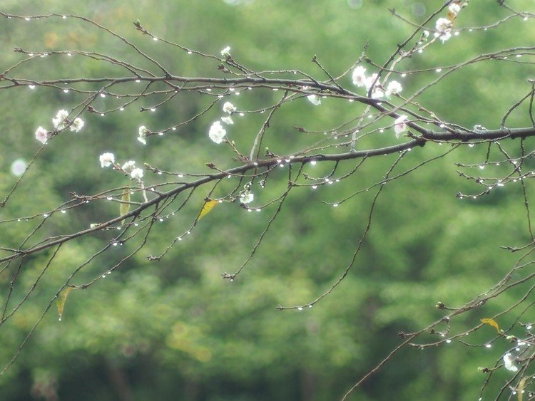 せっかくの雨なので少しだけ外にいく。