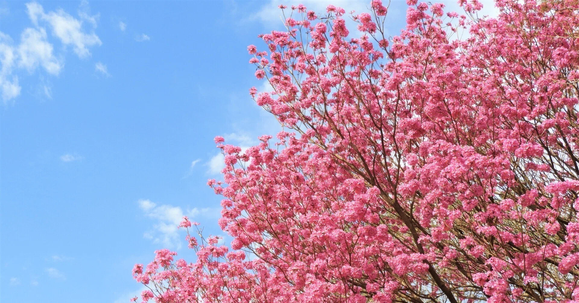 パラグアイの国木が桜にも見えた、ブラジルとは異質の日本人移民社会