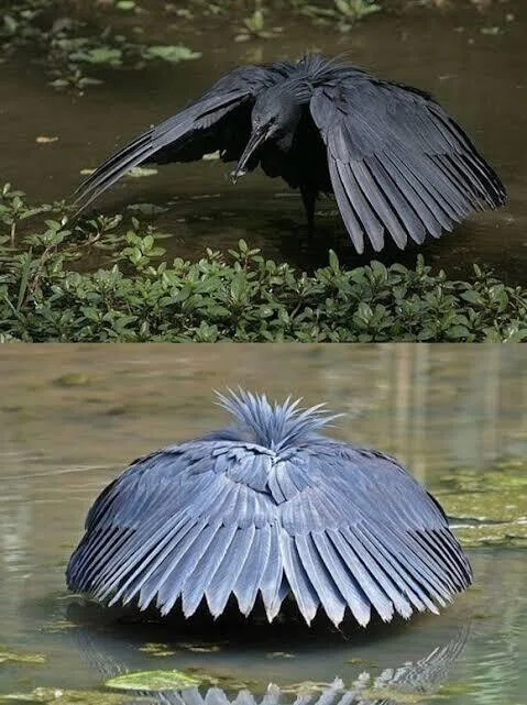 第2158回 鳥のいろいろ ⑷|翆野 大地