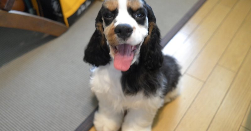 先住犬 の新着タグ記事一覧 Note つくる つながる とどける