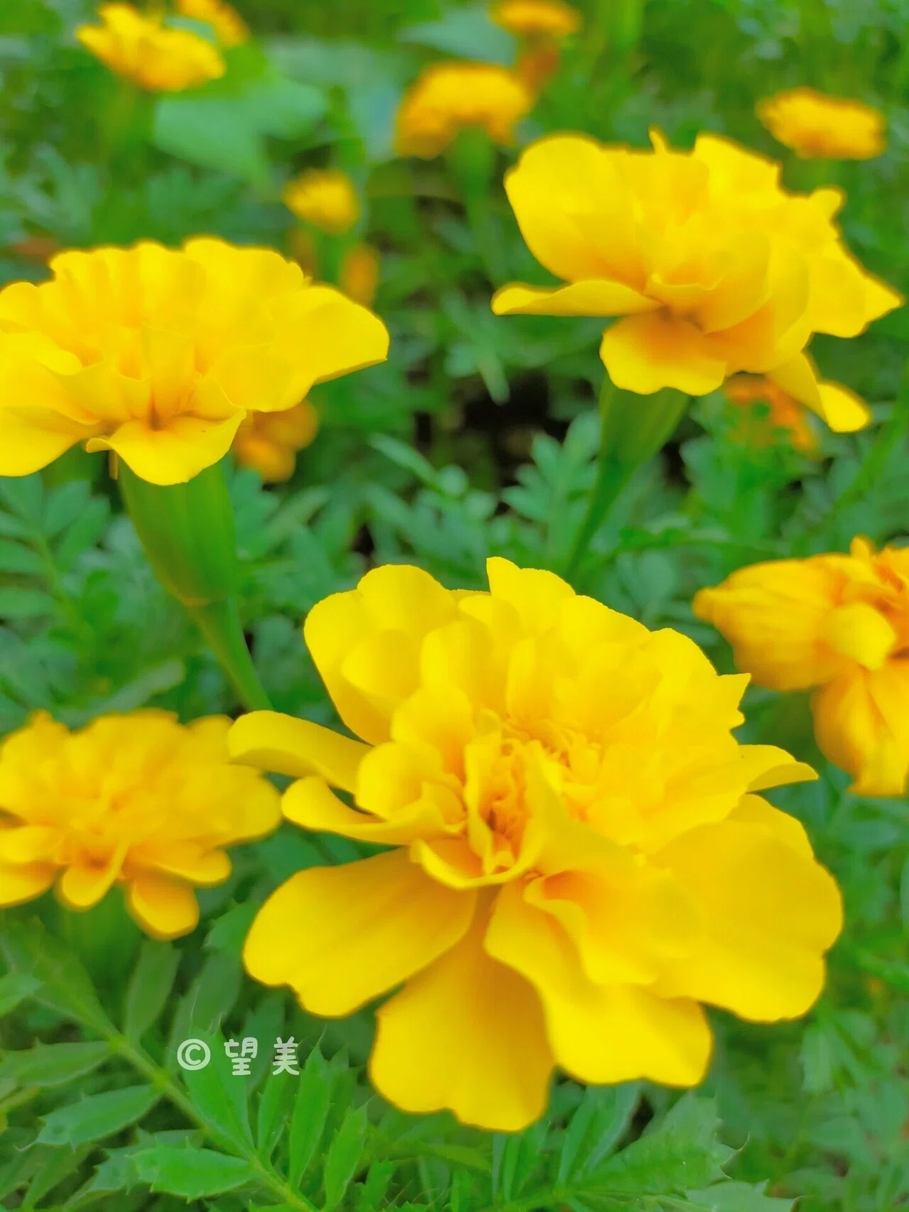 おはようございます(*´︶`*)黄金の 聖母の花よ 万寿菊 .*・゚ .*・゚|望美【花写真・棚田写真】