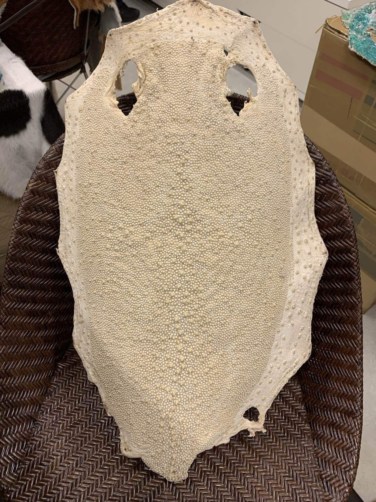 刀の鞘に！最高級のエイ革『梅花皮』豆編｜シャークジャーナリスト沼口麻子