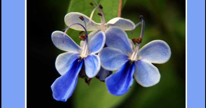 ブルーバタフライ可愛いね の新着タグ記事一覧 Note つくる つながる とどける