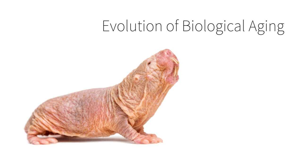 老化の進化:なぜ老化しない生物がいるのか？｜河田 雅圭