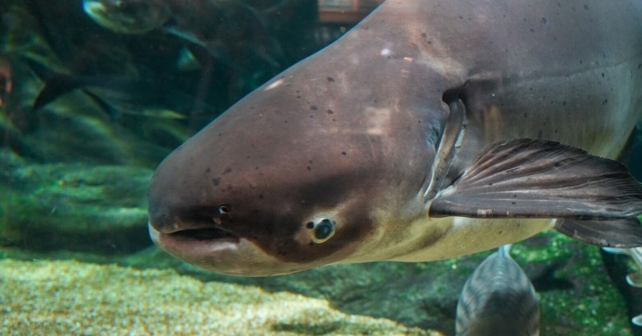 C66-117 科学大観 第4号 魚貝特集 世界文化社 全体的に汚れ・穴