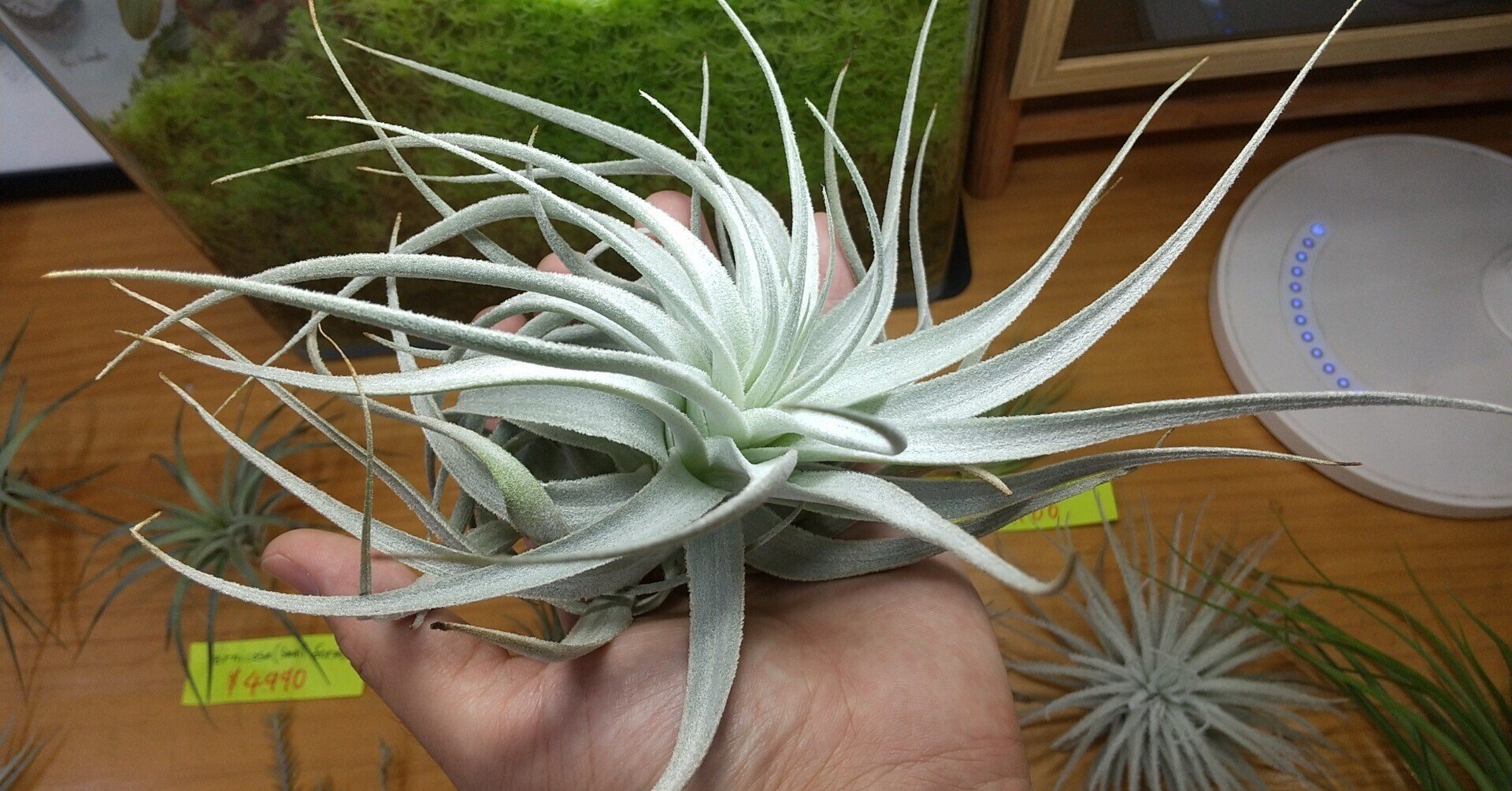 Tillandsia Sprengeliana 臨海型　速達発送 Tillandsia Sprengeliana 臨海型 速達発送