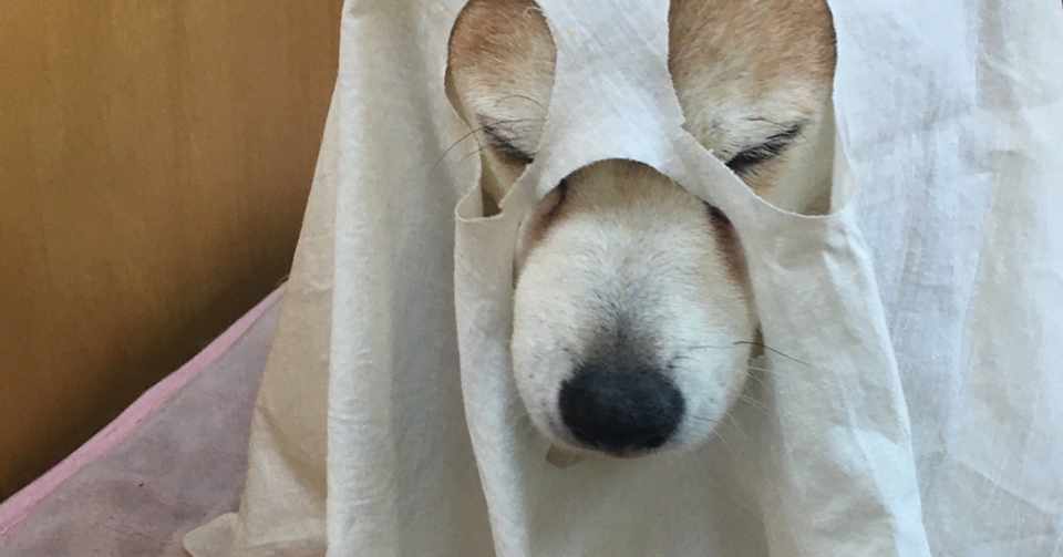 週末わかさま 6 今日より優しい明日 しばいぬお化け しばわか Note