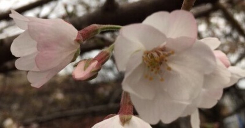 新しい誕生日 の新着タグ記事一覧 Note つくる つながる とどける 新しい誕生日 の新着タグ記事一覧 Note つくる つながる とどける