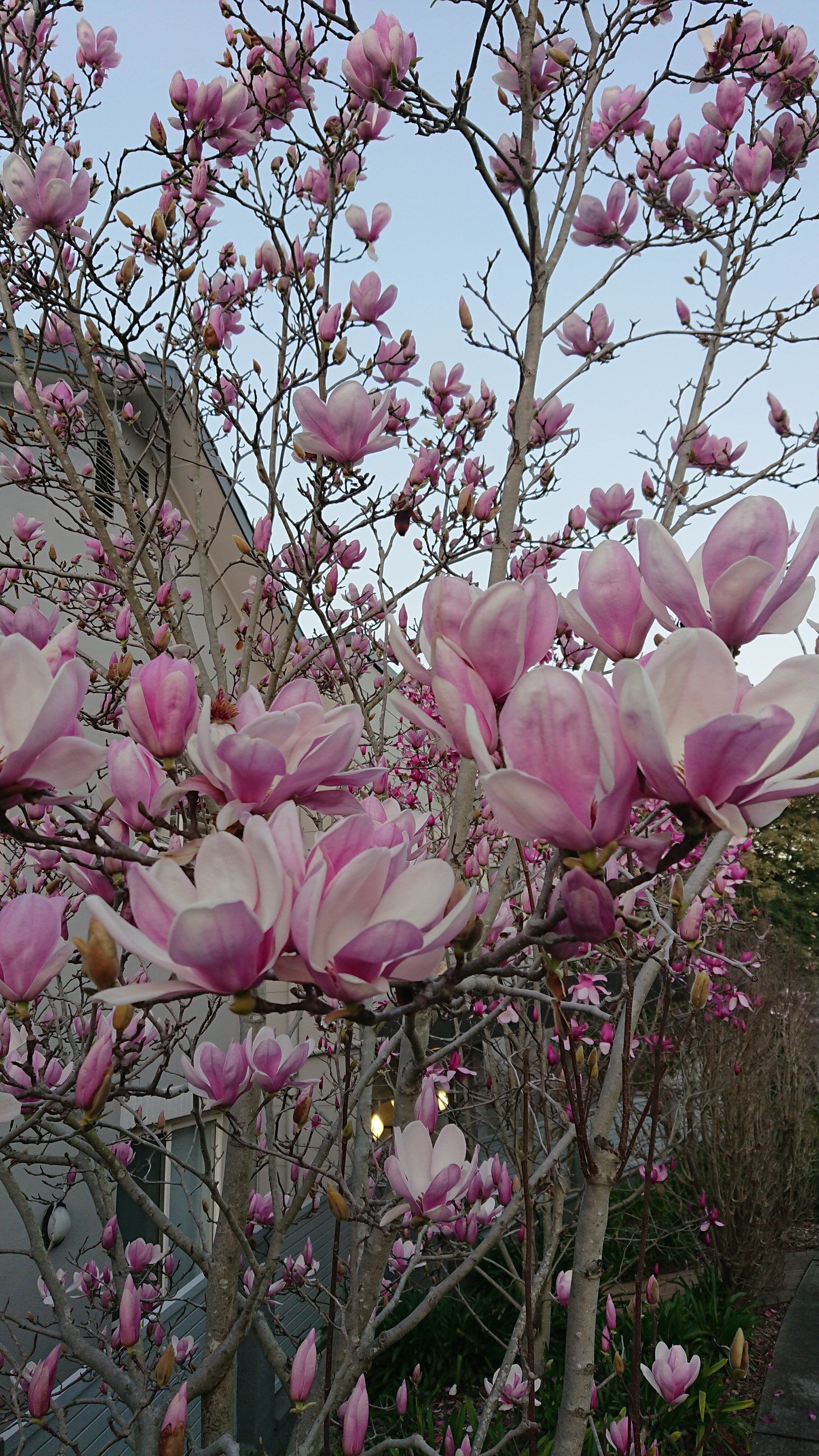 モクレン の新着タグ記事一覧 Note つくる つながる とどける