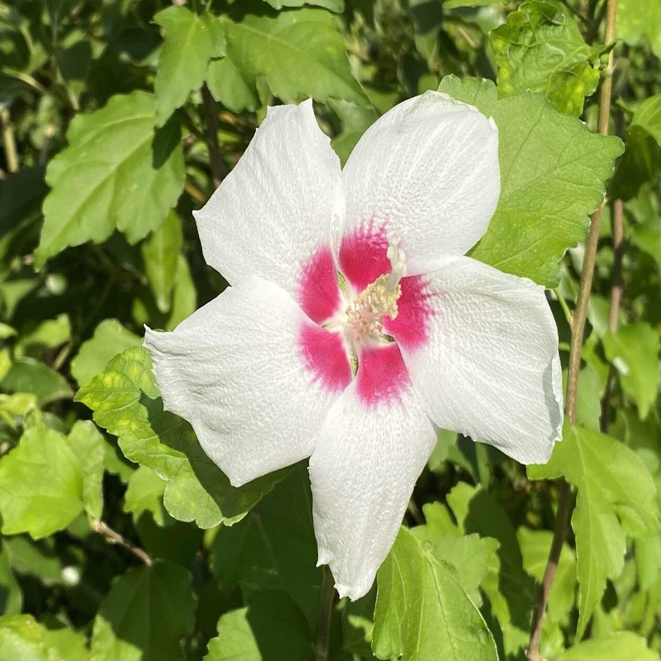 オクラとムクゲの花 之哲 Yuki Satoru Note